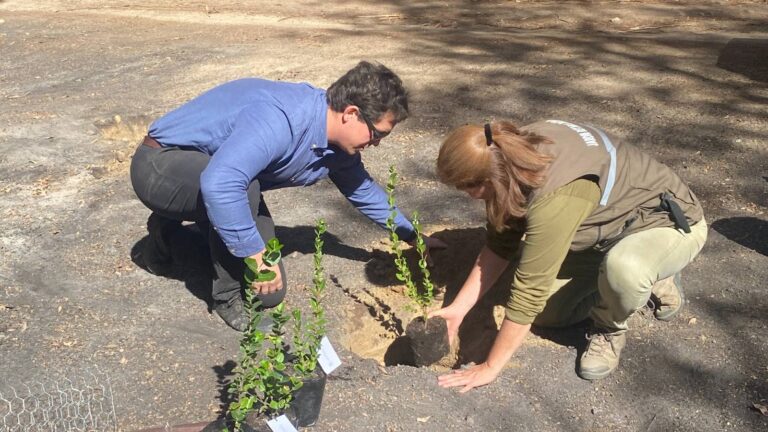Donan 2.000 árboles nativos para la reforestación del Jardín Botánico tras los incendios