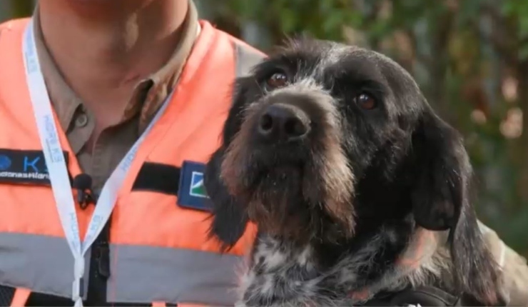 Suki, la perrita que detecta fugas de agua potable con su nariz