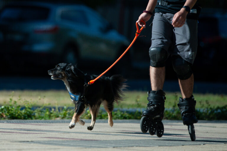 Hush Puppies Walk & Run Editions: Los cortes de tránsito tras la corrida canina