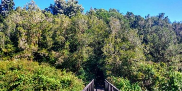 Descubren que los bosques de Chiloé almacenan el doble de carbono que el Amazonas