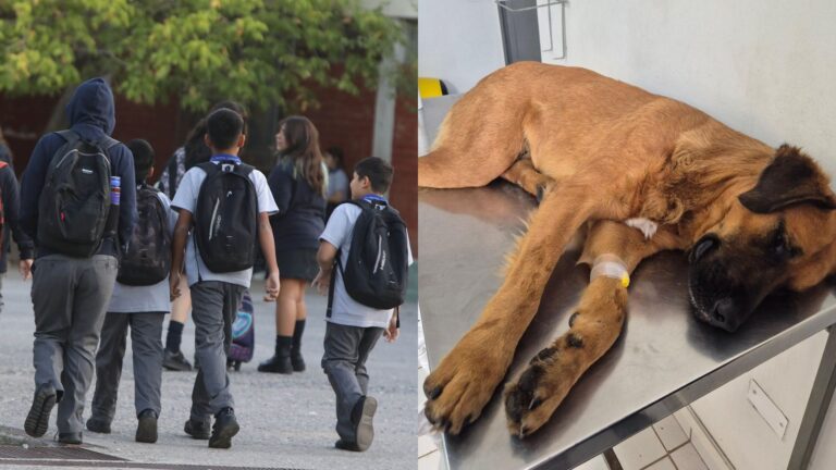 Perro sobrevive tras ser lanzado desde tercer piso de liceo en Antofagasta por estudiantes