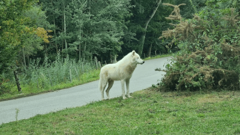 Mujer quedó con graves heridas tras sufrir violento ataque de lobos en un safari de Francia