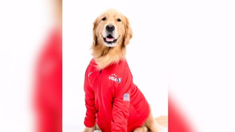 Él es Beacon, el perro terapéutico que alivió el estrés de los atletas de EE.UU. en los Juegos Olímpicos París 2024