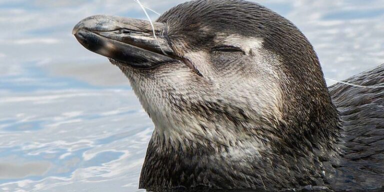 Sernapesca intensifica esfuerzos ante nuevos varamientos de pingüinos en Antofagasta