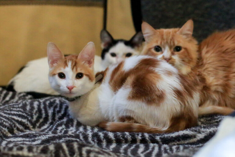 ¿Cómo inscribir a un gato en el Registro Nacional de Mascotas?