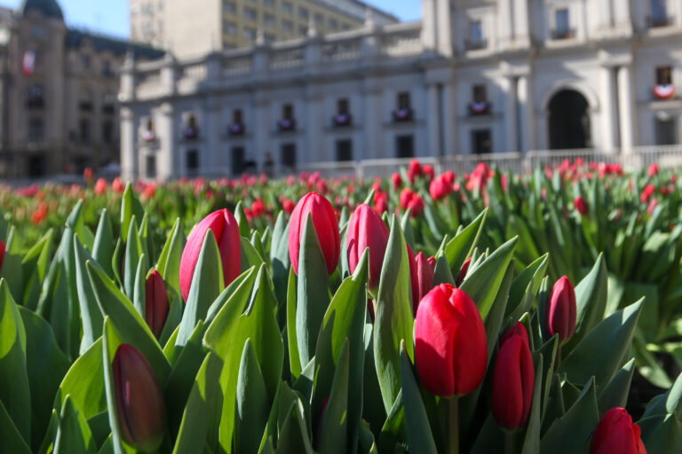 Estación de Metro cerrada y calles cortadas: Caos en Las Condes por el Día del Tulipán