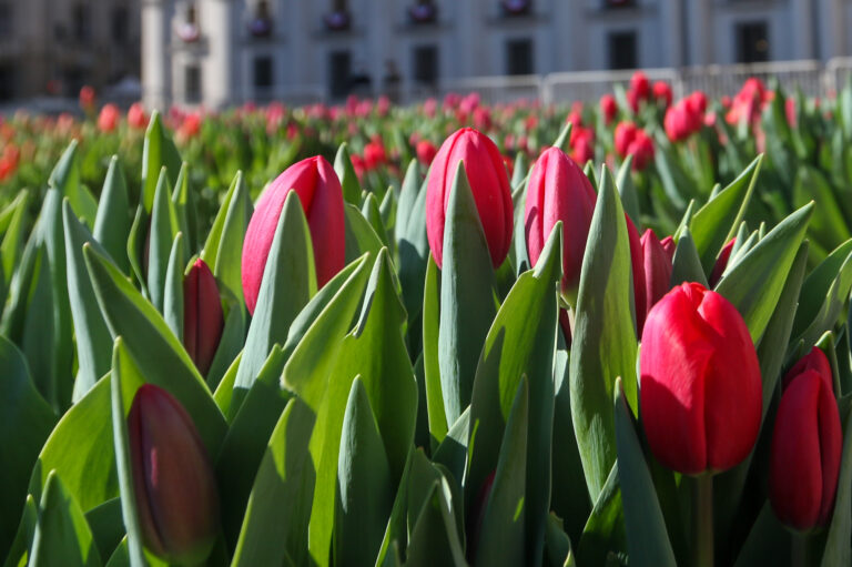 Tulipanes gratis en Las Condes: El imperdible panorama de este jueves por la celebración del Día del Tulipán
