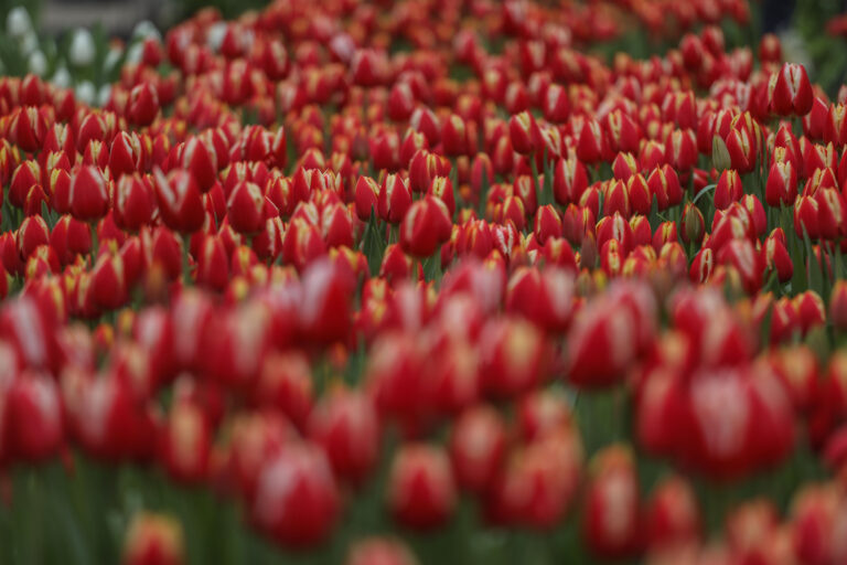 Cuál es el significado de los distintos colores de los tulipanes, la flor que causó caos en Las Condes