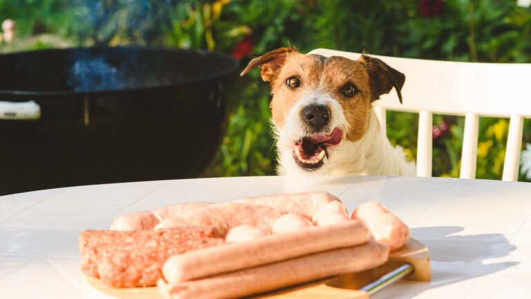 ¿Cómo viajar con mascotas en Fiestas Patrias sin fallar en el intento? Sigue estos consejos