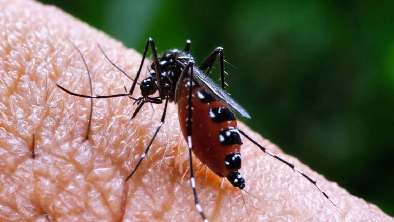 Mosquito transmisor del dengue desarrolla resistencia a insecticidas