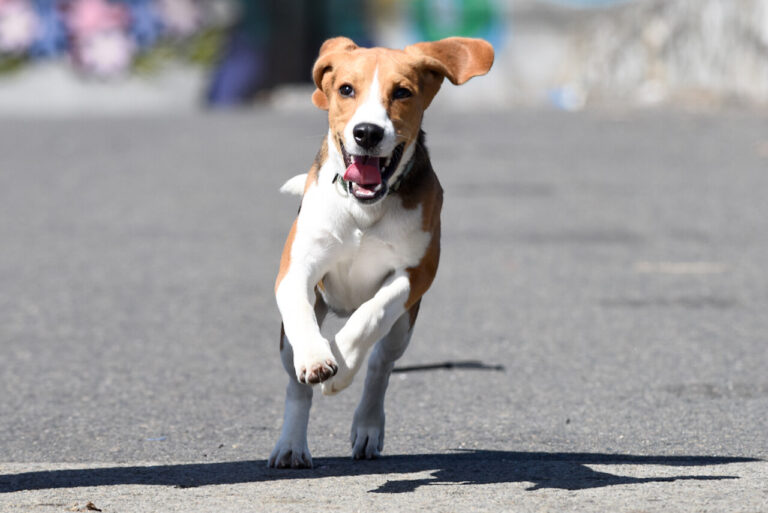 Las claves para alimentar bien a tu perro y no equivocarse por su tamaño