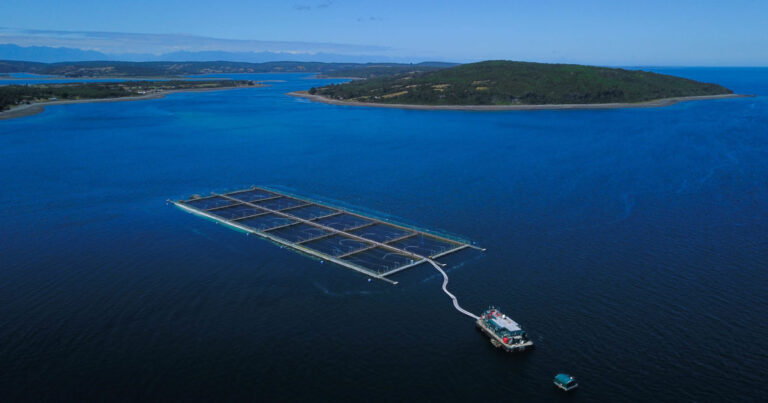Suprema confirma multa contra salmonera Cermaq por infracción a norma de control de virus