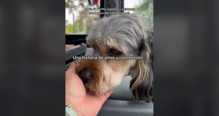 La historia de Cookie, el perro de contención emocional que apoya a conductor del Transantiago que fue víctima de un violento asalto
