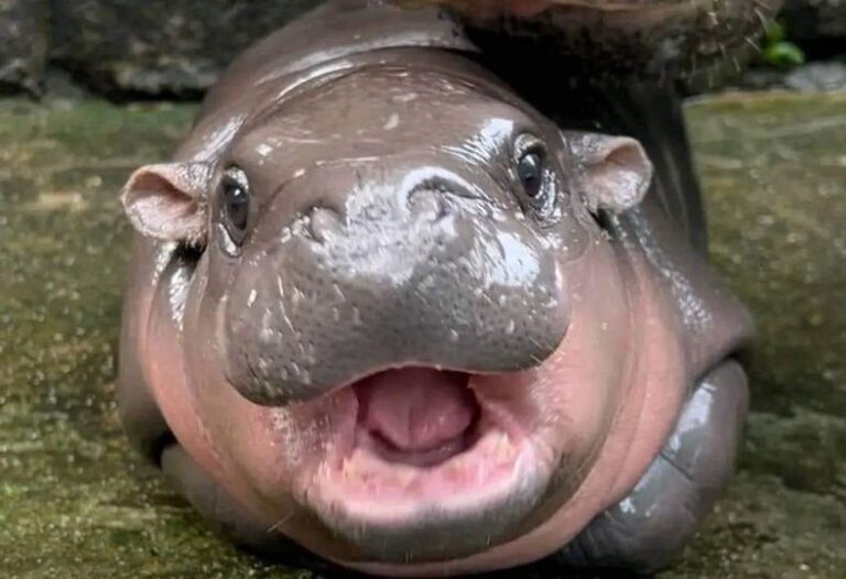 Se obsesionó con la pequeña hipopótamo Moo Deng y viajó hasta Tailandia para conocerla