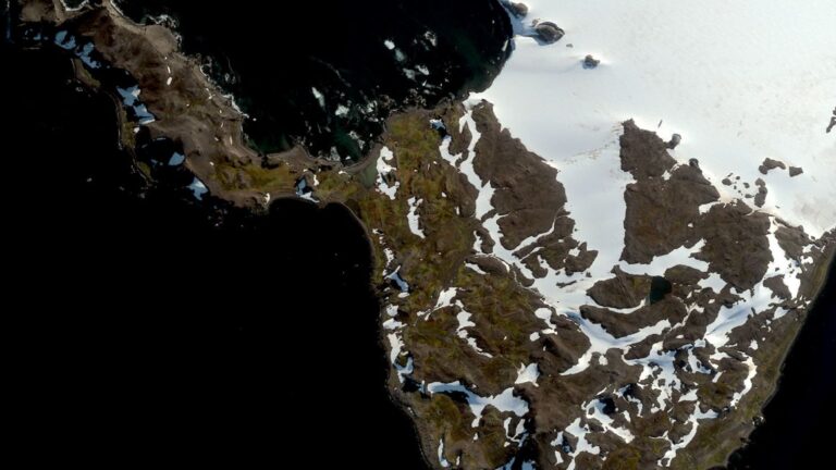 Científicos estudiaron explosivo aumento de áreas verdes en la Antártica: Estos fueron los alarmantes hallazgos