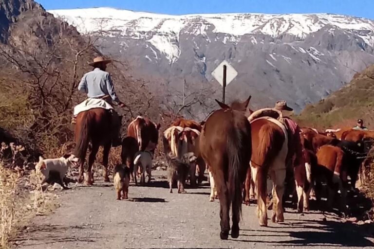Con llamado de precaución a conductores comienza nueva temporada de veranadas desde San Fernando hacia la cordillera