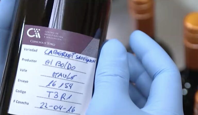 Innovación y sostenibilidad en la industria vitivinícola: Centro de Investigación de Viña Concha y Toro cumple una década