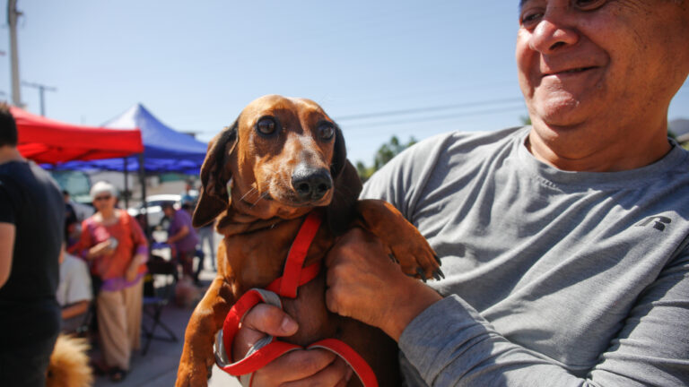 Sugieren que los tratamientos que alargan la vida de los perros también podrían funcionar en humanos
