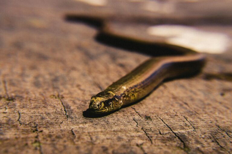 Horóscopo Chino 2025: La serpiente de madera y su significado para el nuevo año