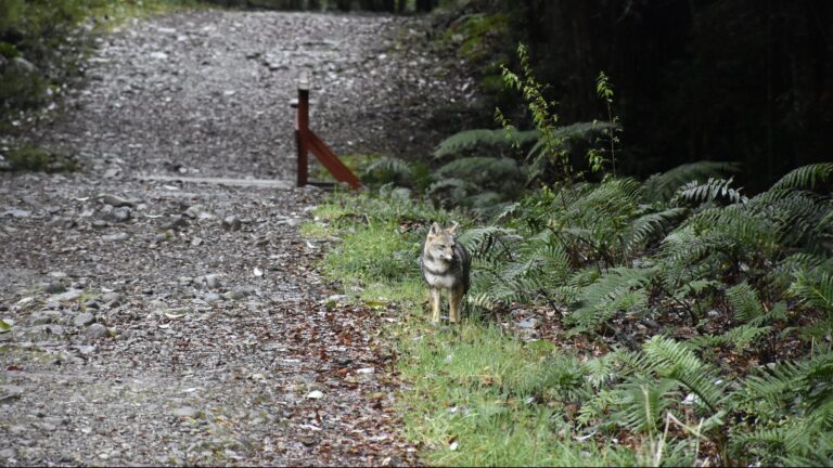 Jóvenes tendrán acceso rebajado para visitar parques nacionales: ¿Cómo acceder al beneficio?