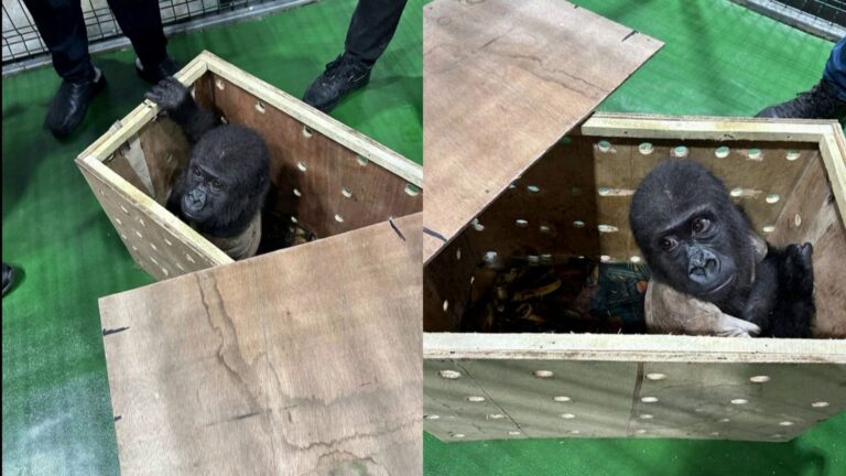 Rescatan a cría de gorila de cinco meses transportada como carga en un vuelo de Nigeria a Tailandia