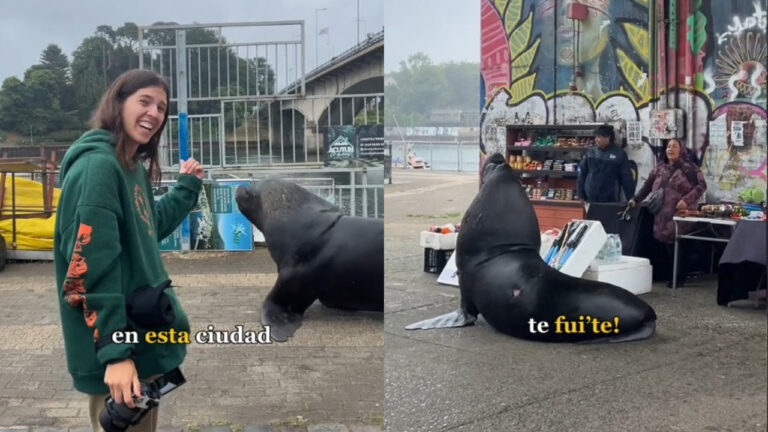 Españolas visitan Valdivia y se sorprenden con la cantidad de lobos marinos: 