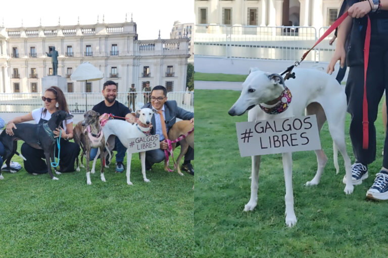 Diputados oficialistas entregan carta a Boric para prohibir las carreras de perros