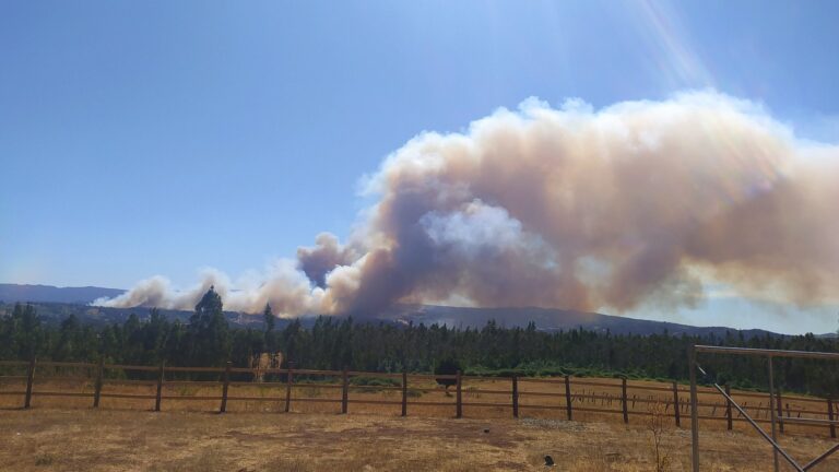 Alerta roja en la comuna de Cholchol por incendio forestal: El siniestro ha afectado más de 70 hectáreas