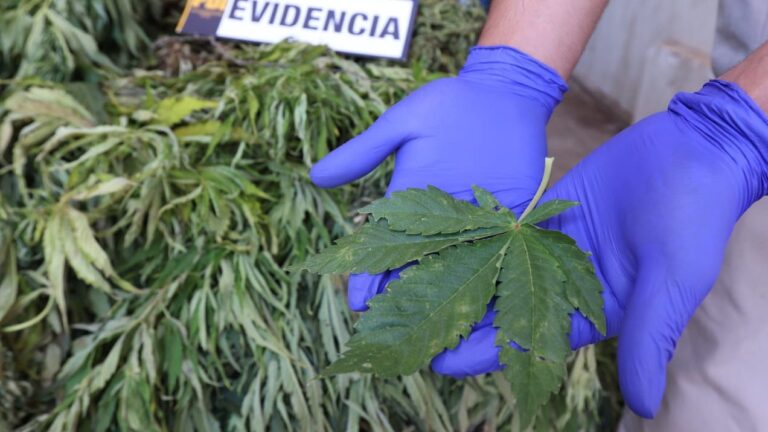 PDI lanzó el Plan Cannabis 2025: Los detalles de la estrategia que ha llevado a 138 personas ante la justicia
