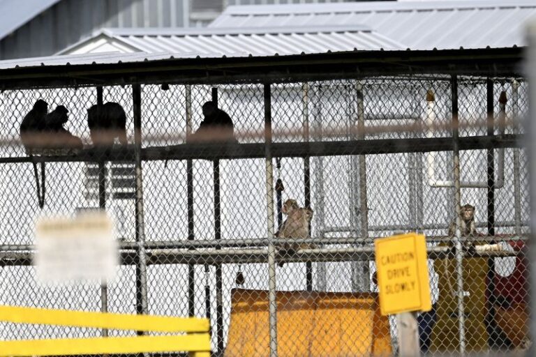 43 monos escaparon de un centro de investigación en Estados Unidos: Lograron recapturarlos a todos dos meses después