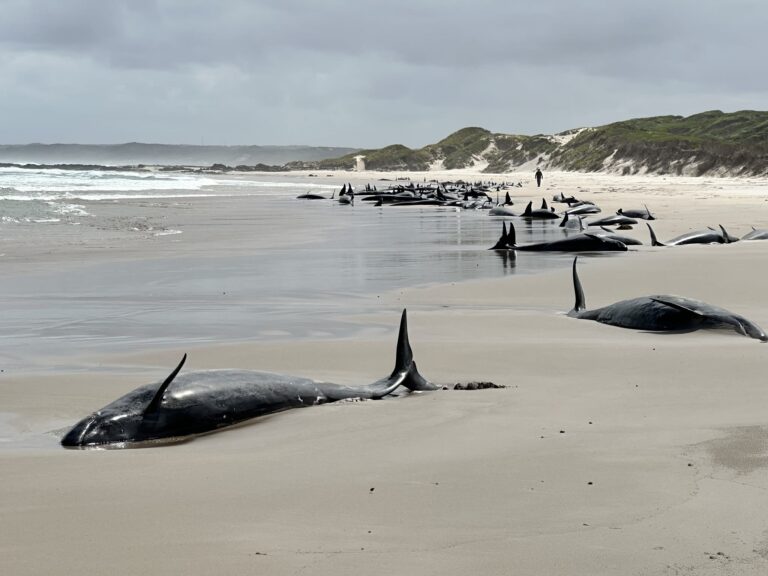 Eutanasiarán a 90 ballenas varadas en una playa de Australia tras intento fallido de rescate
