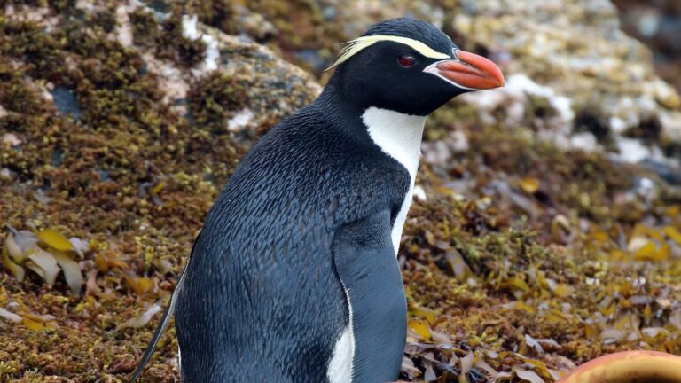 Pingüino solitario llegó a Punta Arenas tras un largo viaje desde Nueva Zelanda: Recorrió más de 7.500 kilómetros