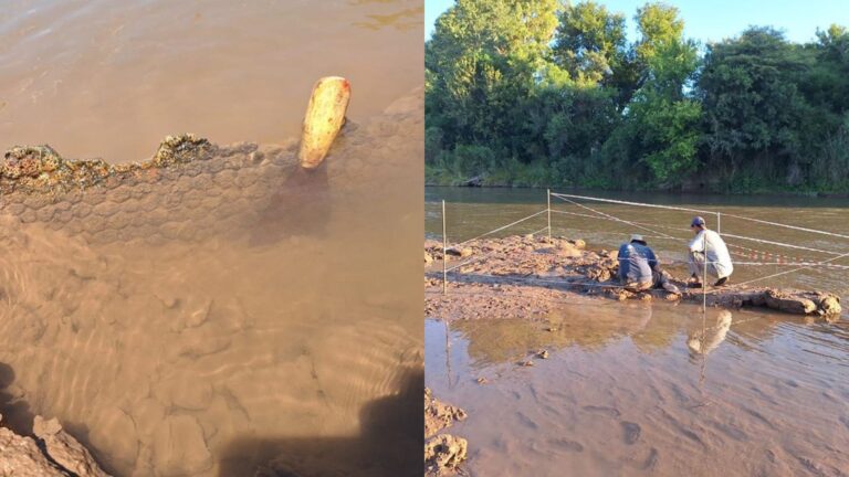 Encuentran restos de gliptodonte: Restos fósiles del mamífero prehistórico datarían de hace más de 11 mil años