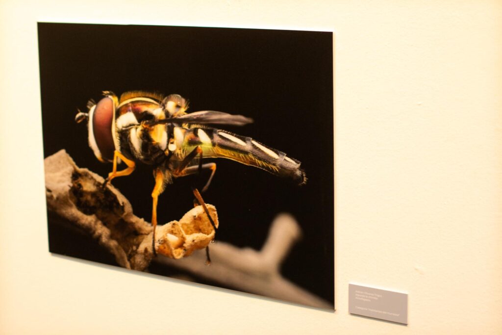 Exposición Fotográfica de Humedales. Gentileza: CCU en el Arte