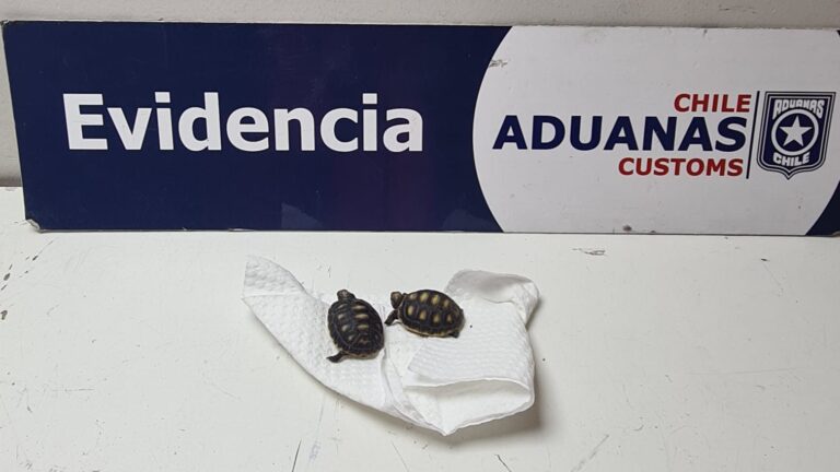 Aduanas rescata dos tortugas terrestres bebés en Colchane y denuncia intento de contrabando