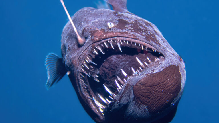 Muere el pez diablo negro tras inédito avistamiento en aguas superficiales: La trágica historia que sorprendió al mundo