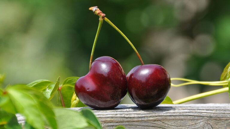 Chile sigue expandiendo su mercado frutícola: Indonesia abre sus puertas a estos productos