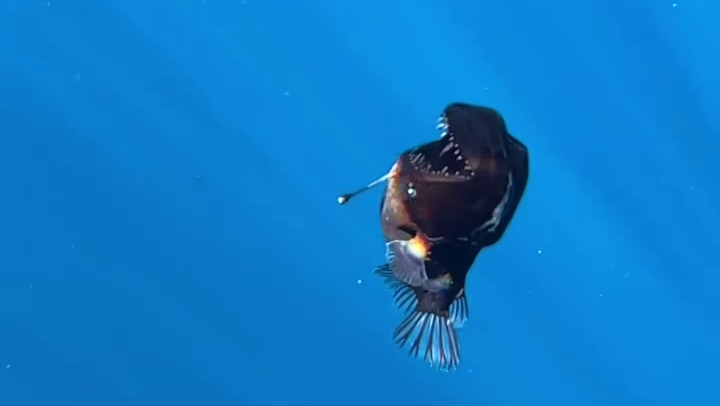 Captan el primer avistamiento en la historia del pez diablo negro vivo