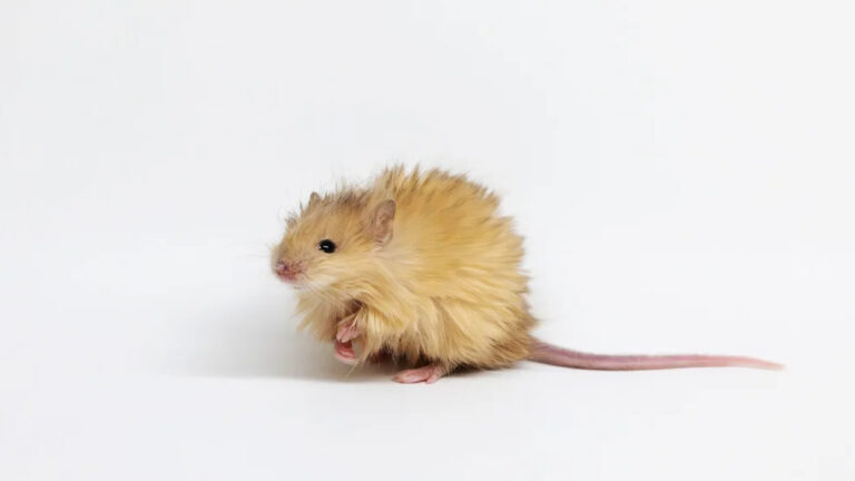 Crean un ratón con ADN de mamut en laboratorio: El primer gran paso en la ciencia de la 