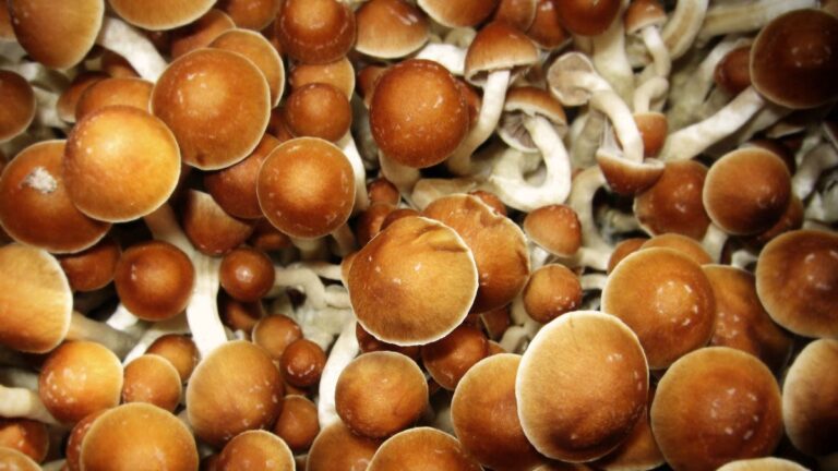 Los riesgos ocultos de los psicodélicos: Un mal viaje puede tener consecuencias fatales, según un estudio