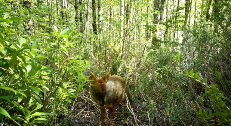 Hallazgo histórico: Pudú identificado por primera vez a más de mil metros en Reserva Nacional Mocho Choshuenco
