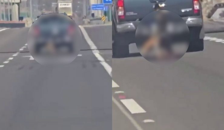 Acusado tras brutal caso de maltrato animal en Copiapó es médico y presta servicios a la PDI: Fue detenido y dejado en libertad