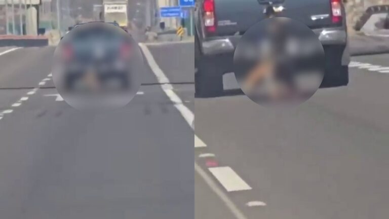 Brutal caso de maltrato animal en Copiapó: Perro fue arrastrado hasta la muerte por la carretera