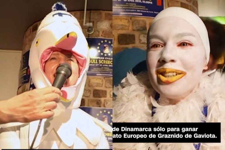 ¿Y en Chile cuándo? Celebran campeonato europeo de imitadores de graznidos de gaviotas