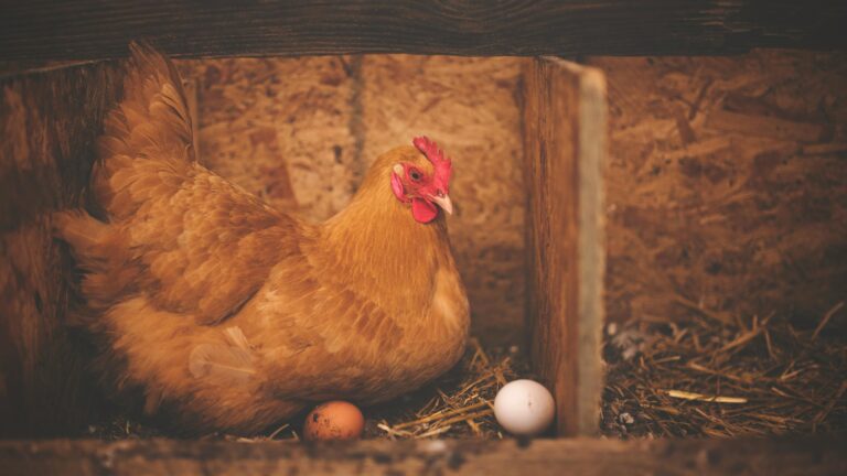 ¿Qué es el Día Mundial del Respeto a las Gallinas y por qué importa?