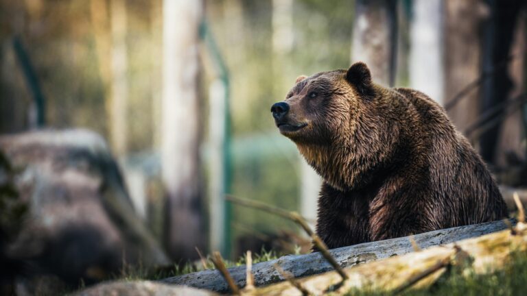 Eslovaquia aprueba sacrificio de 350 osos tras ataque mortal a un humano