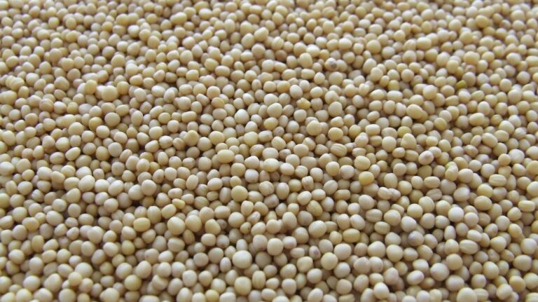 ¿Cómo la guerra comercial de Trump con China dañará a los agricultores estadounidenses que votaron por él?