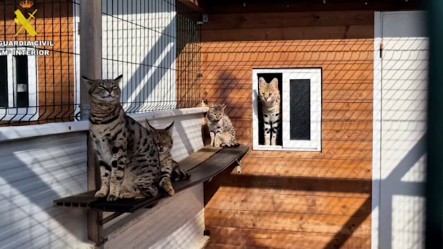 Policía detiene a una pareja por criar y vender gatos exóticos en España