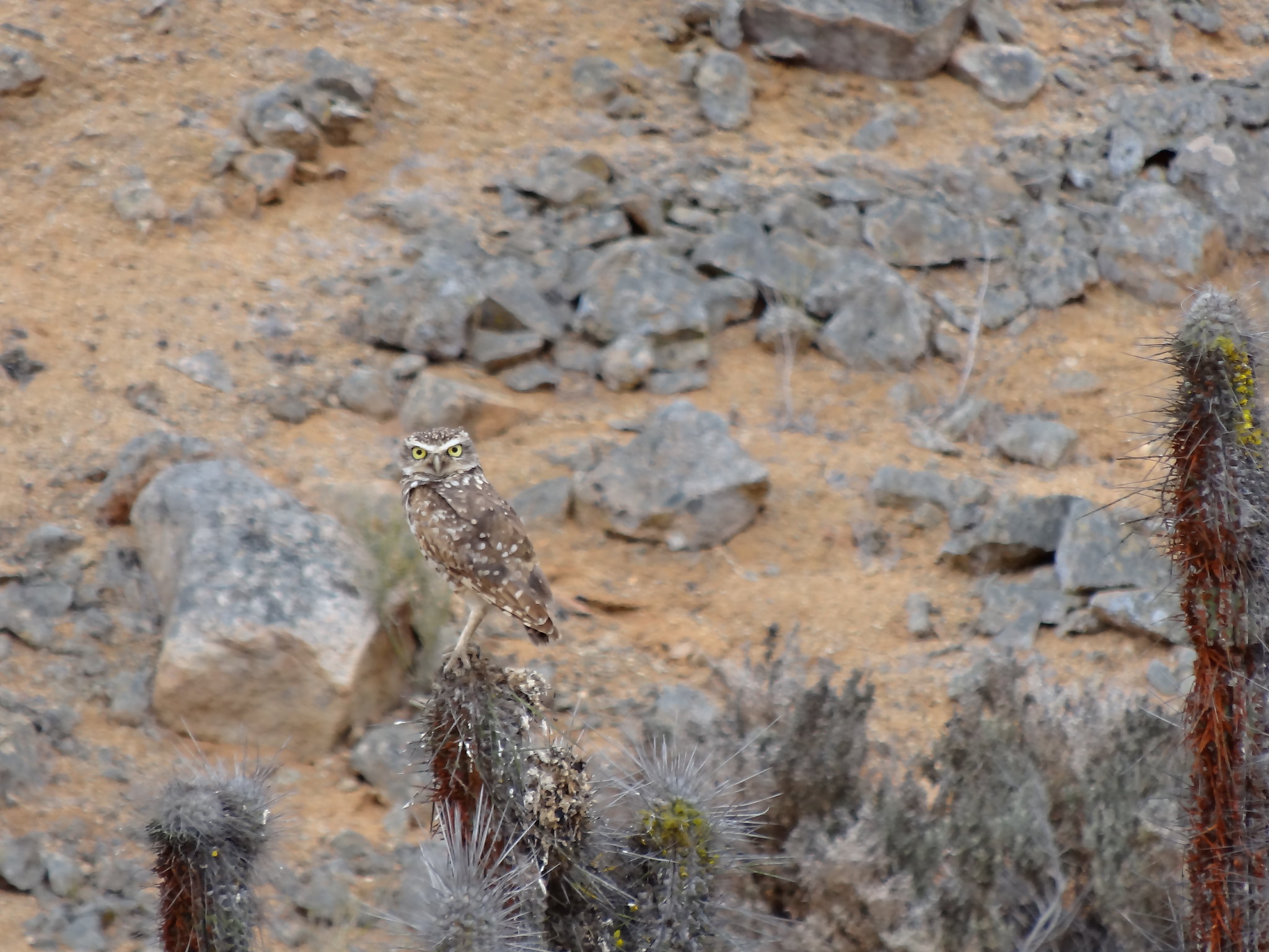 Un chuncho en el Parque Nacional Pan de Azúcar/Ricardo San Martín/Conaf