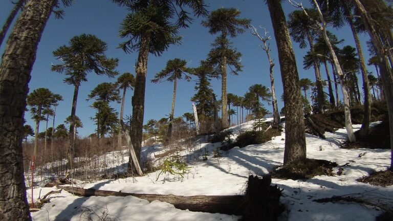 Habrá entrada gratuita a parques y reservas nacionales del país para el Día de los Patrimonios: Revisa cuáles son